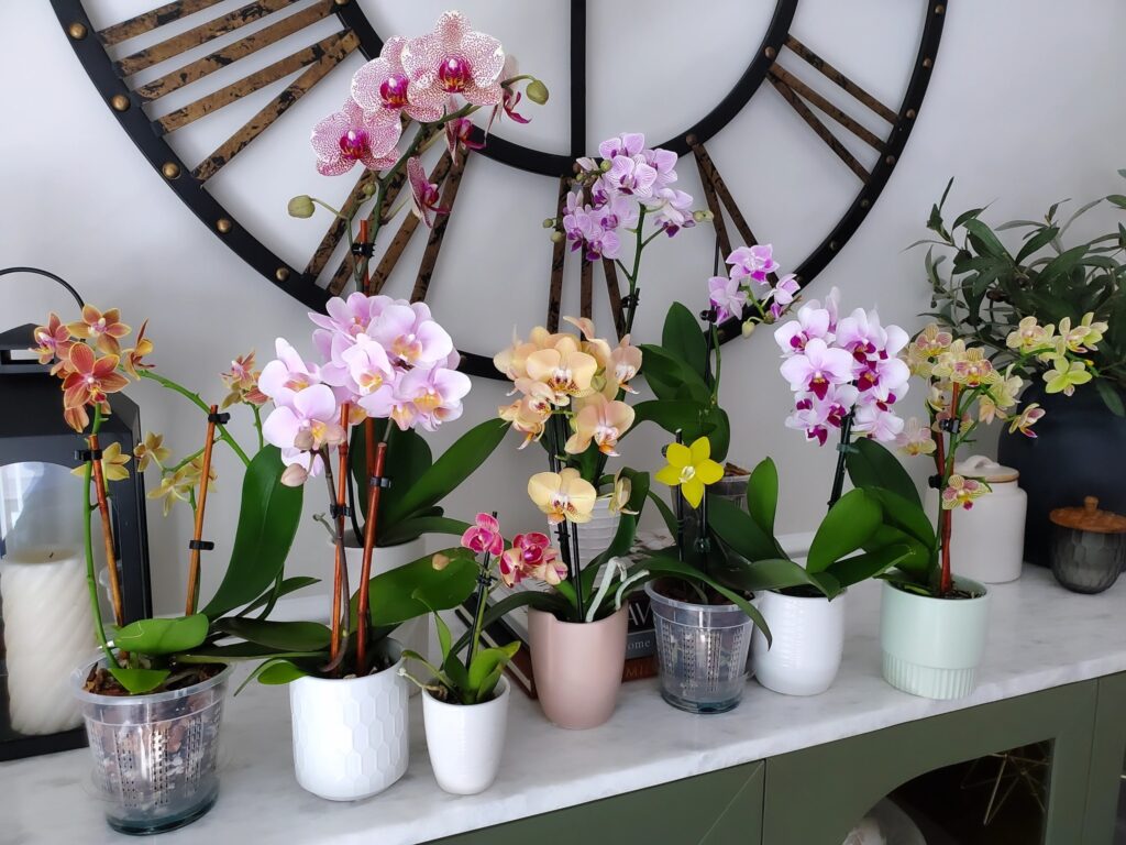 orchids