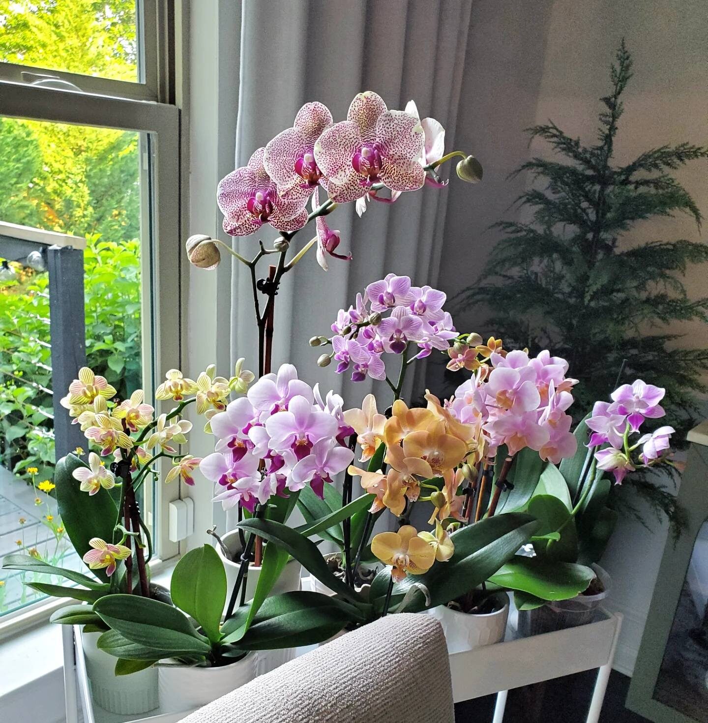 My orchids