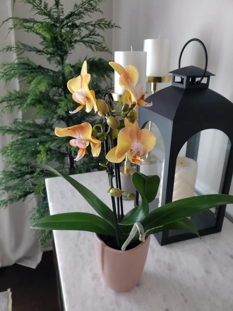 Phalaenopsis Teacup Mango