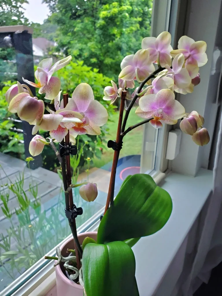 orchid