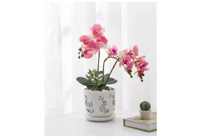 Fayoula Orchid Plant Pot