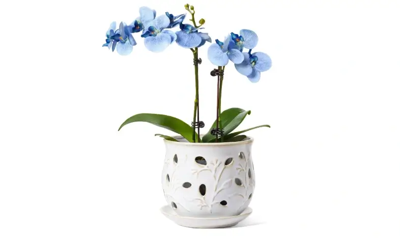 LE TAUCI Ceramic Orchid Pot