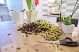 how to care for orchid keiki