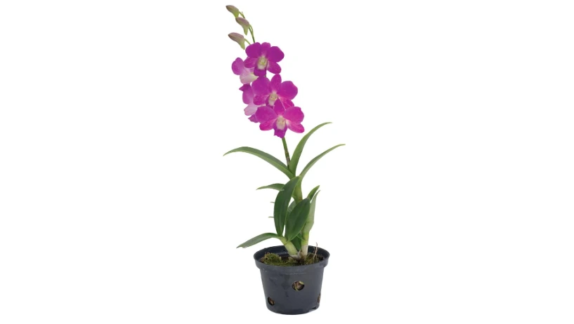 American Plant Exchange Dendrobium Orchid