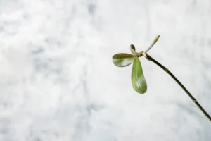 Keiki on orchids