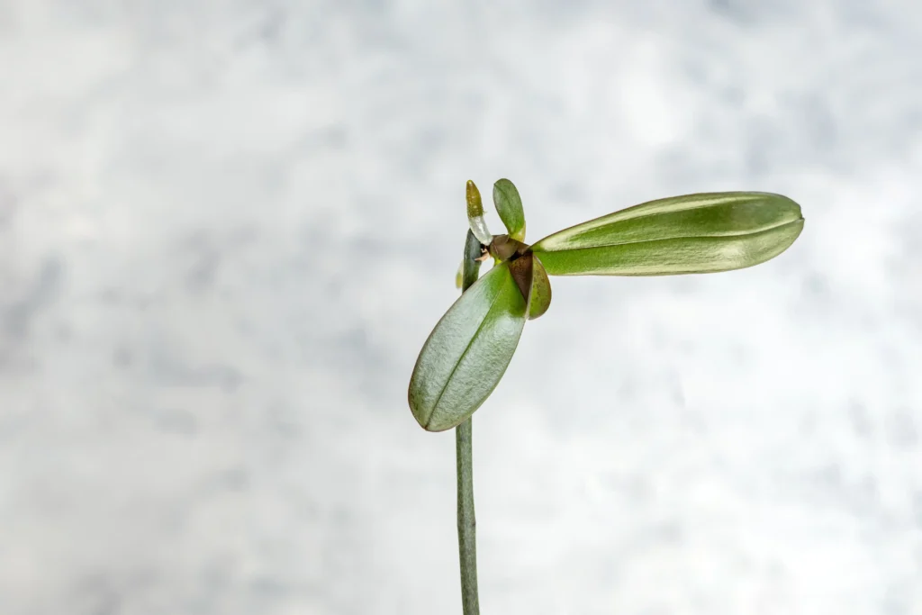 Orchid Keiki 
