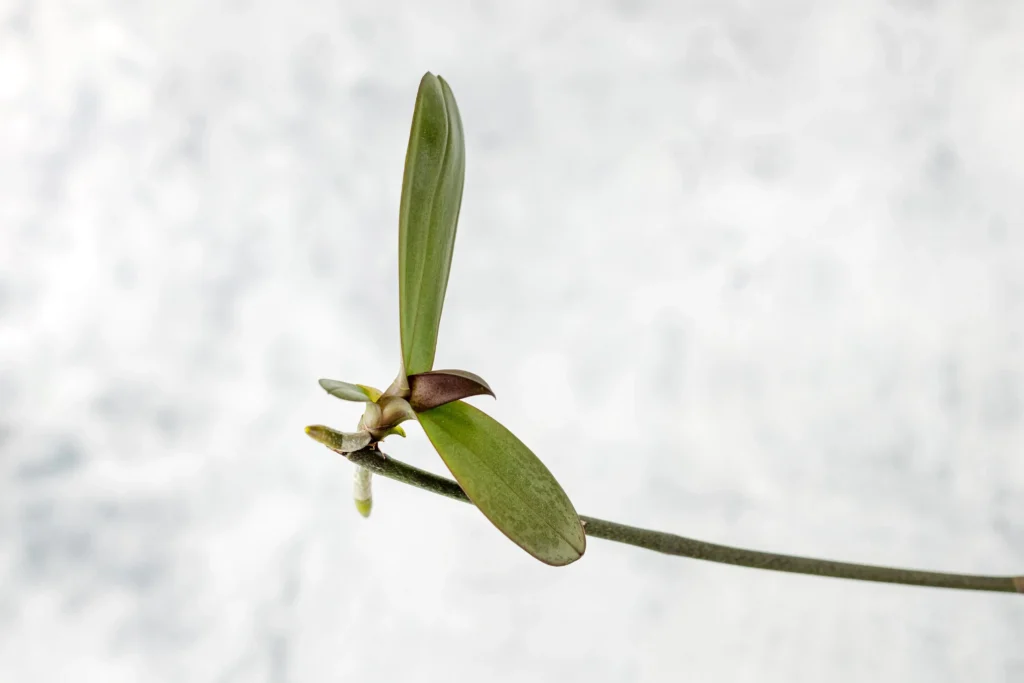 Orchids Grow Keikis