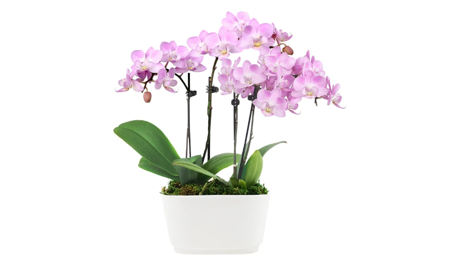 Orchid Flower