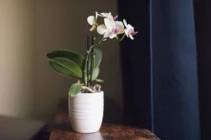 Functional Ceramic Pots