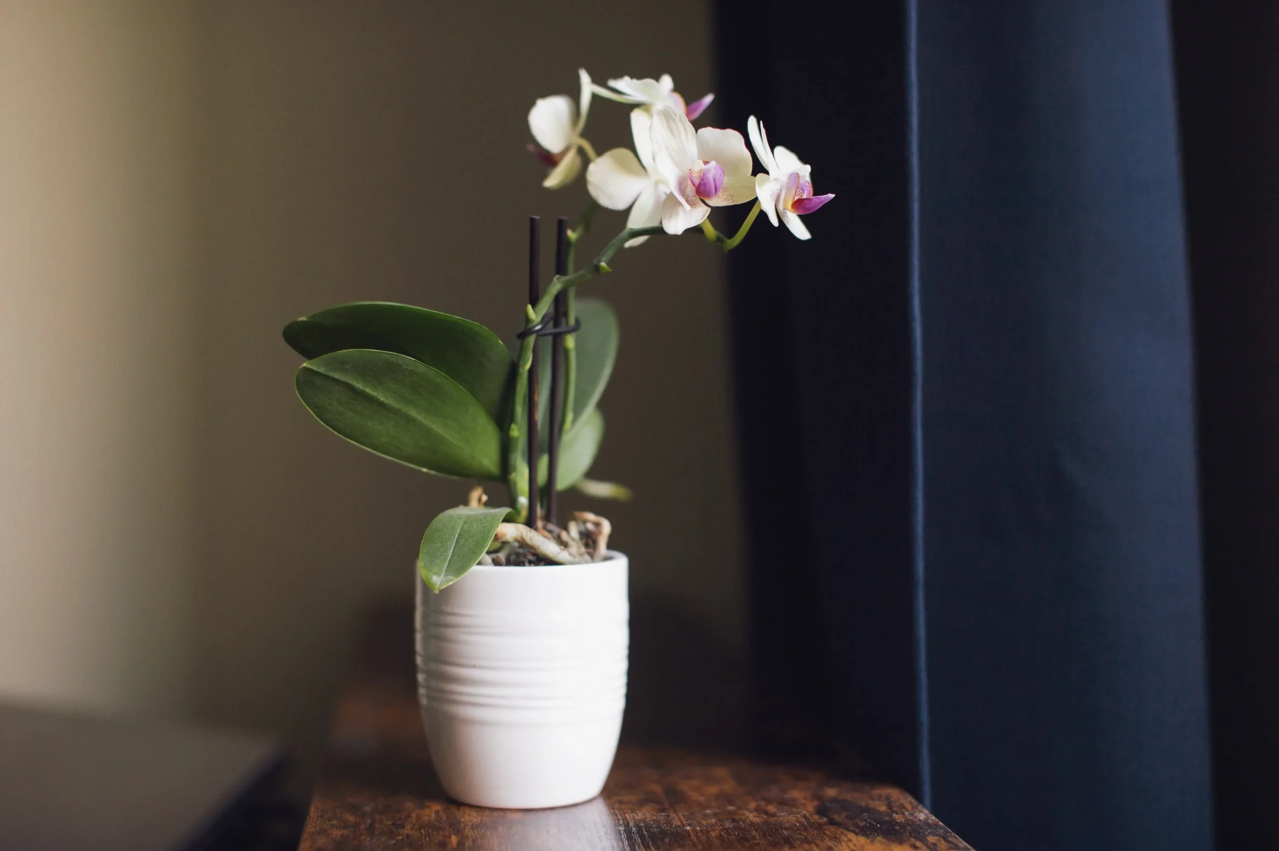 Functional Ceramic Pots