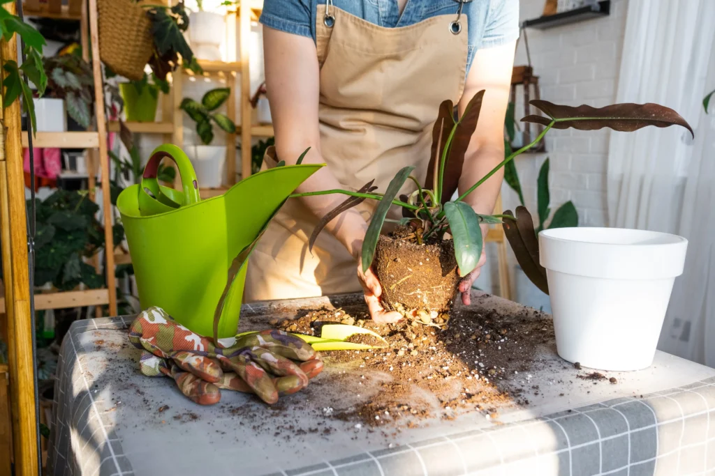 repotting a home plant philodendron santa leopoldi