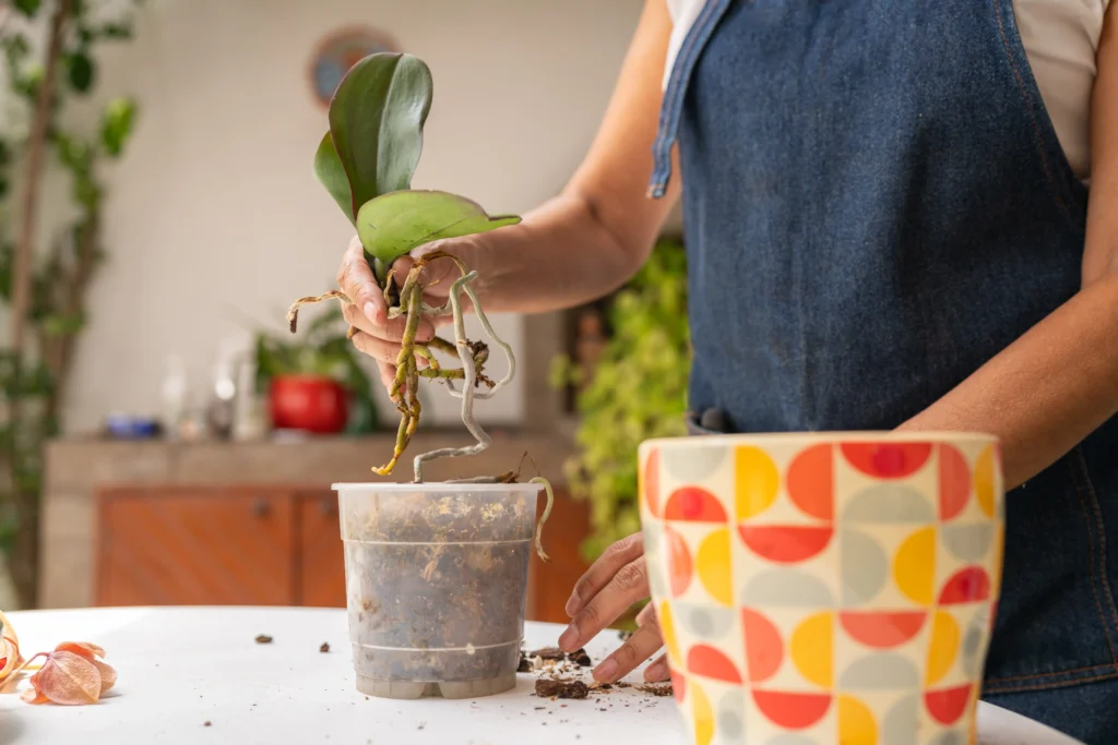 plant orchids
