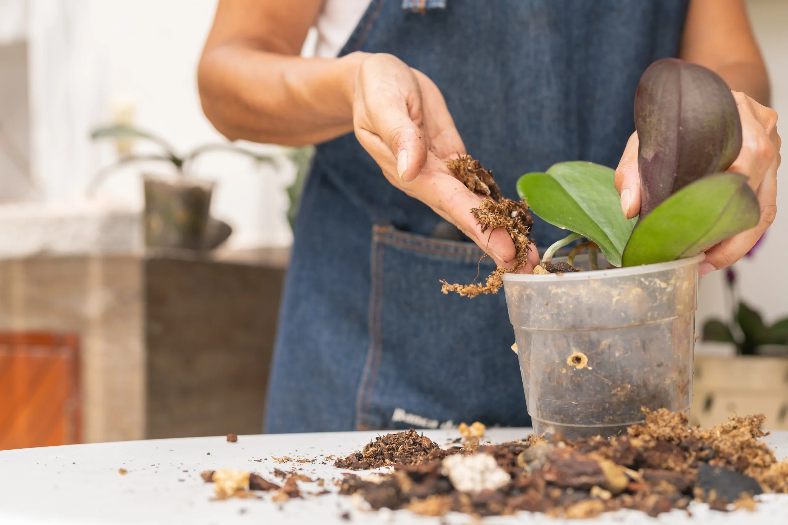 woman taking care of delicate potted orchid