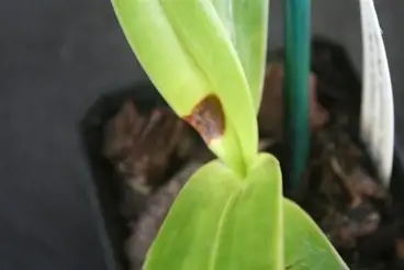 Bacterial Soft and Brown Rot