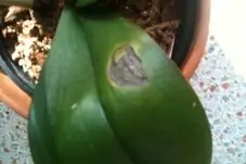 Bacterial Brown Spot