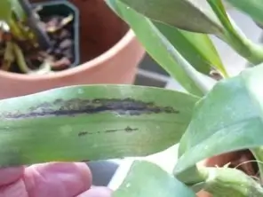 Bacterial Brown Spot