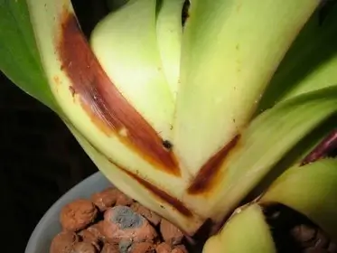 Bacterial Soft and Brown Rot