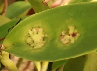 Cercospora Leaf Spot