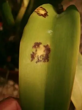 Cercospora Leaf Spot
