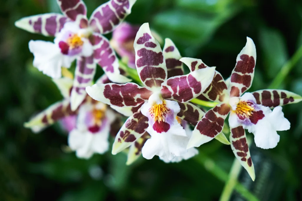 orchid flowers