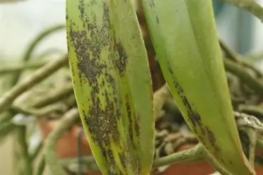 Guignardia Leaf Spot 