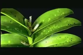 Phyllosticta Leaf Spot