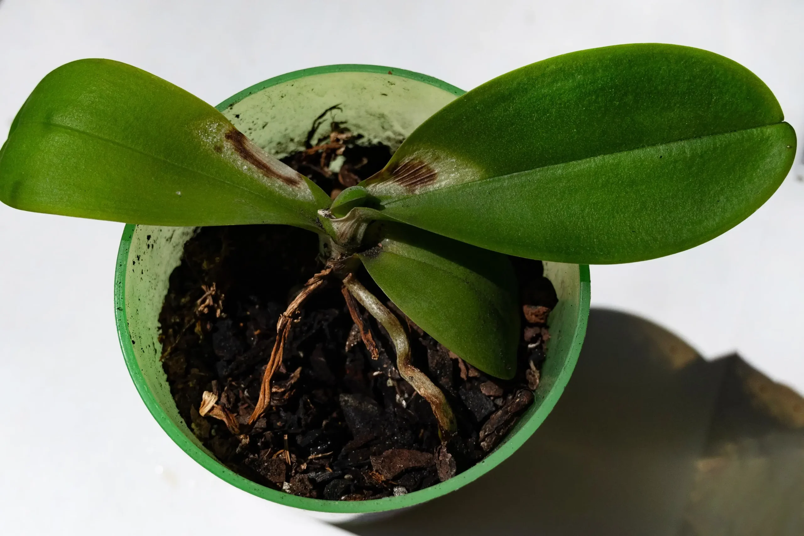 Dark Spots on Your Orchid Leaves