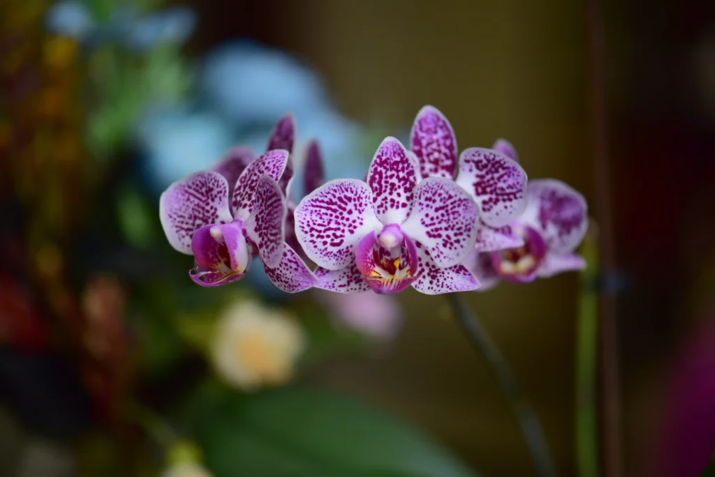 Maintaining humidity for orchids