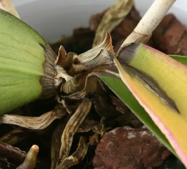 crown rot
