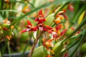 Fragrant Orchid Species