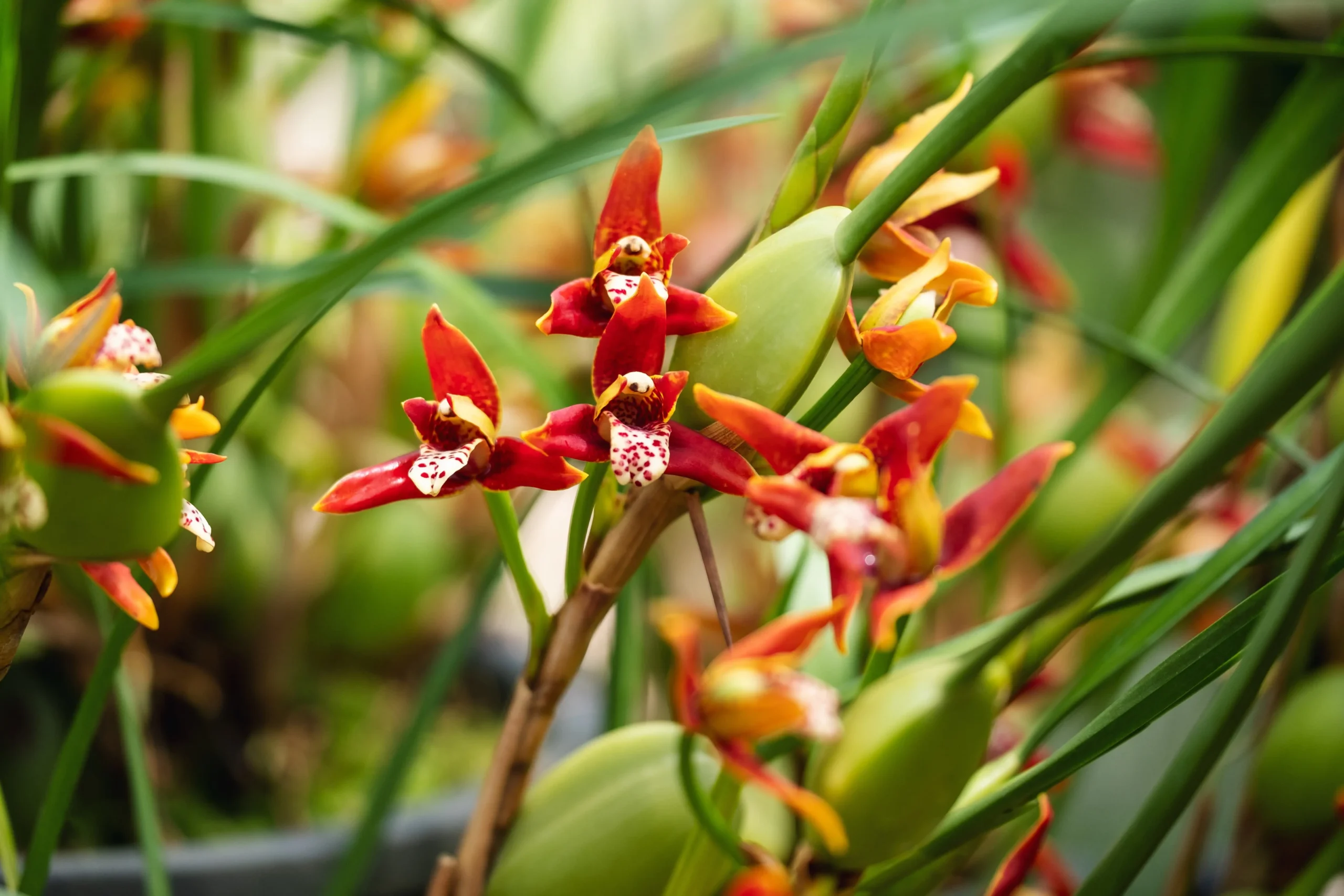 Fragrant Orchid Species
