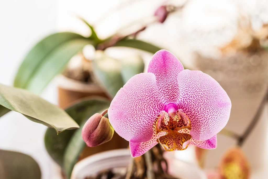 phalaenopsis orchid blooming with a spotted flower