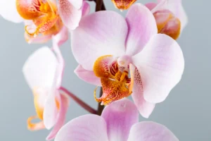 Maintain Humidity for Orchids