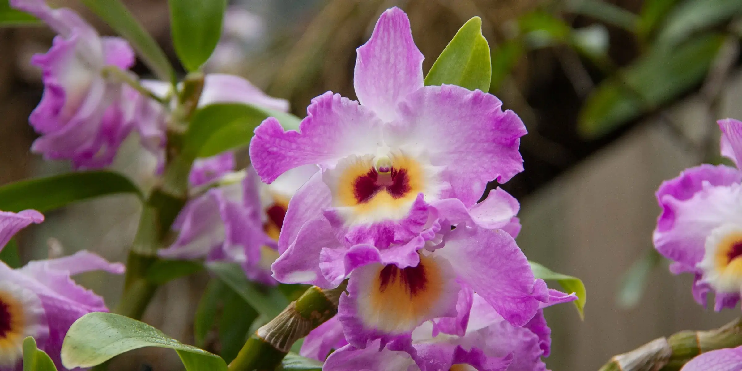 Dendrobium Nobile
