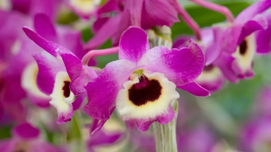 Dendrobium Nobile