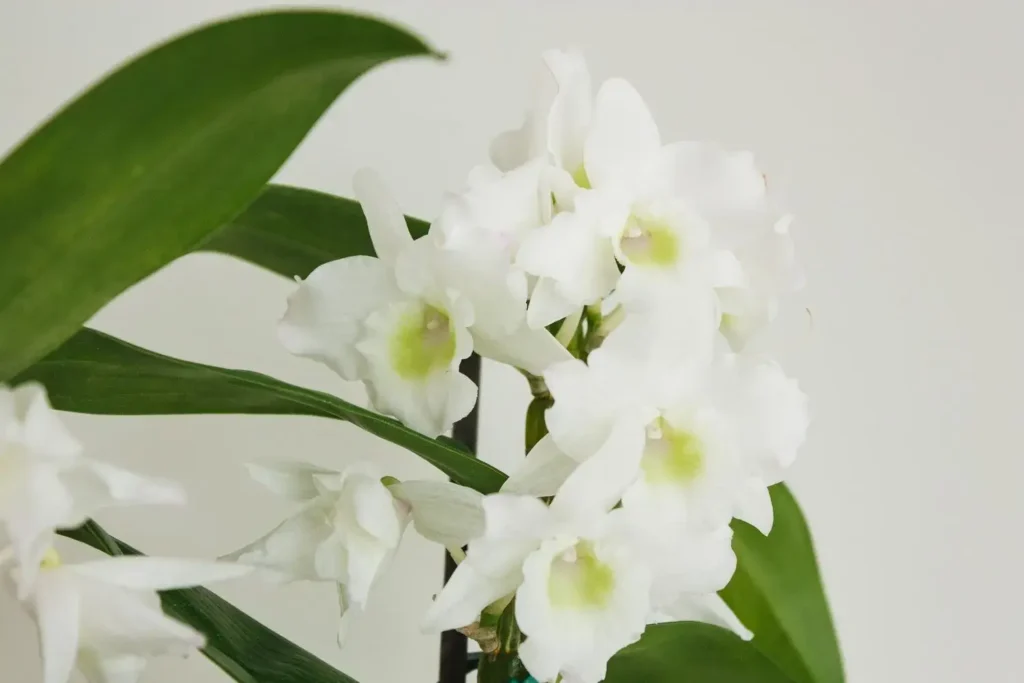 Dendrobium Nobile