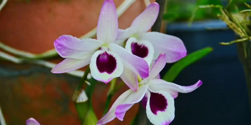 Den Nobile orchid