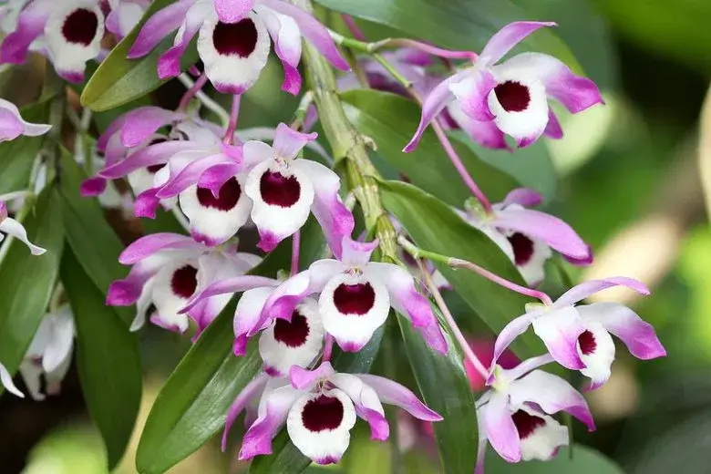 den nobile orchid