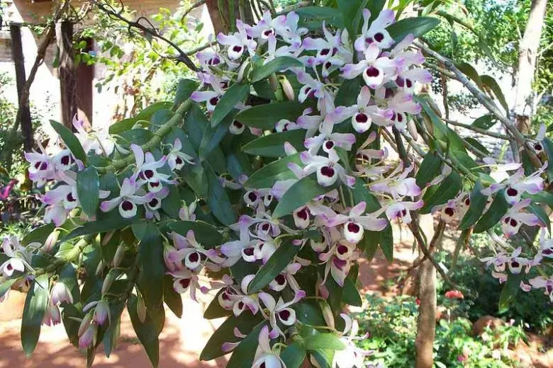 den nobile orchids