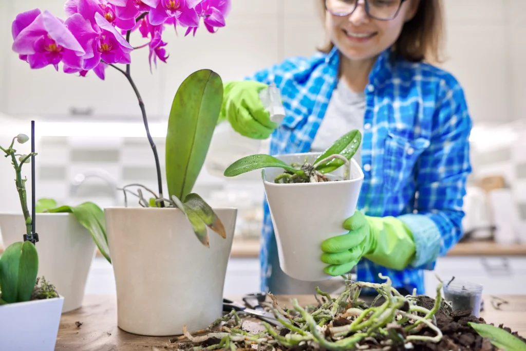 Repotting and Cleaning