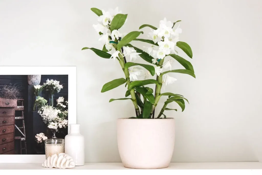 Dendrobium Nobile