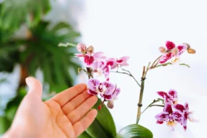 Scales on Orchids